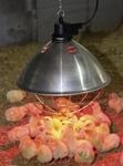 KERBL Infrarotheizstrahler &Oslash; 350 mm, Netzkabel 5 m, 22729