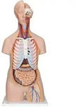 Klassik Torso Modell, geschlechtsneutral, 16-teilig - 3B Smart Anatomy