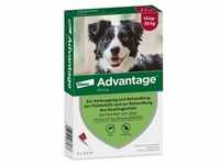 Advantage 250 Lösung f.Hunde 10-25 kg 4 St