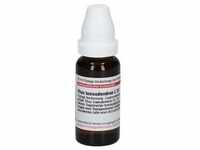 Rhus Toxicodendron C 30 Dilution 20 ml