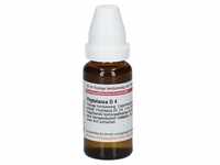 Phytolacca D 4 Dilution 20 ml