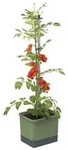 Gusta Garden Tomatentopf Tom Tomato, ca. B35/H135/T28 cm, Dunkelgr&uuml;n