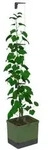 Gusta Garden Gurken-Topf Curt Cucumber, ca. B35/H138/T28 cm, Dunkelgr&uuml;n
