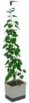 Gusta Garden Gurken-Topf Curt Cucumber, ca. B35/H138/T28 cm, Hellgrau