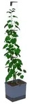 Gusta Garden Gurken-Topf Curt Cucumber, ca. B35/H138/T28 cm, Blau
