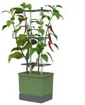 Gusta Garden Chili-Pflanztopf Charly Chili XL, ca. B34,7/H138/T28,1 cm