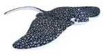 WILD REPUBLIC&reg; Stofftier Adlerrochen, Schwarz
