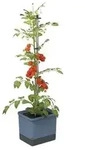 Gusta Garden Tomatentopf Tom Tomato, ca. B35/H135/T28 cm, Blau