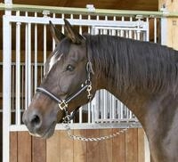 Kerbl Pferde-Halfter Mustang Gr.3 schwarz silber