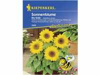 Kiepenkerl Sonnenblume Big Smile Helianthus annuus, Inhalt: ca. 20 Pflanzen