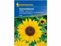 Kiepenkerl Sonnenblume Holiday Helianthus annuus, Inhalt: ca. 20 Pflanzen
