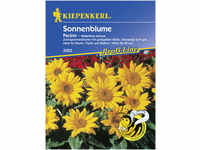 Kiepenkerl Sonnenblume Pacino Helianthus annuus, Inhalt: ca. 40 Pflanzen...