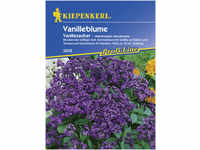 Kiepenkerl Vanilleblume Vanillezauber Heliotropium arborescens, Inhalt: ca. 50