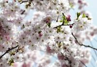 Komar Fototapete Spring 368 x 254 cm