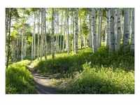 papermoon Vlies- Fototapete Digitaldruck 350 x 260 cm Birch Hiking Trail...