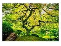 papermoon Vlies-Fototapete Digitaldruck 350 x 260 cm Japanese Maple Tree
