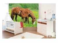 papermoon Vlies- Fototapete Digitaldruck 250 x 180 cm Horses