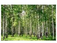papermoon Vlies- Fototapete Digitaldruck 350 x 260 cm Birch Forest
