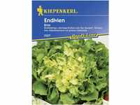 Kiepenkerl Endivien Eros Chicorium endivia, Inhalt: ca. 150 Pflanzen...