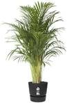 Elho Pflanztopf Greenville &Oslash; 47 x 44 cm living schwarz