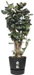 Elho Pflanztopf Greenville &Oslash; 40 x 37 cm living schwarz