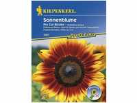 Kiepenkerl Sonnenblume Pro Cut Bicolor Helianthus annuus, Inhalt: ca. 20...