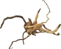 Orbit Finger-Wurzel Gr&ouml;&szlig;e S 15-20 cm