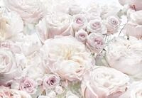 Komar Fototapete Spring Roses 368 x 254 cm