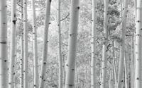 Komar Vlies Fototapete Espenwald 450 x 280 cm