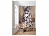 Komar Vlies Fototapete Zebra 200 x 250 cm