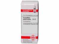 DHU-Arzneimittel GmbH & Co. KG Ceanothus Americanus D 12 Globuli 10 g...