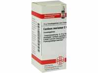 DHU-Arzneimittel GmbH & Co. KG Carduus Marianus C 6 Globuli 10 g 07455637_DBA