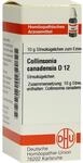 DHU-Arzneimittel GmbH & Co. KG Collinsonia Canadensis D 12 Globuli 10 g 07456157_DBA