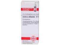 DHU-Arzneimittel GmbH & Co. KG Justicia adhatoda D 12 Globuli 10 g 07247927_DBA