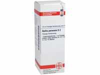 DHU-Arzneimittel GmbH & Co. KG Bellis Perennis D 2 Dilution 20 ml 04207117_DBA