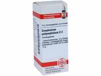 DHU-Arzneimittel GmbH & Co. KG Gnaphalium Polycephalum D 3 Globuli 10 g...