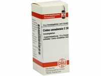 DHU-Arzneimittel GmbH & Co. KG Cistus Canadensis C 30 Globuli 10 g 07246968_DBA