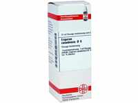 DHU-Arzneimittel GmbH & Co. KG Erigeron Canadensis D 6 Dilution 20 ml...