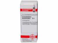 DHU-Arzneimittel GmbH & Co. KG Caulophyllum Thalictroides D 4 Globuli 10 g
