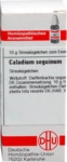 DHU-Arzneimittel GmbH & Co. KG Caladium seguinum D 6 Globuli 10 g 07162680_DBA
