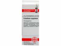 DHU-Arzneimittel GmbH & Co. KG Caladium seguinum D 4 Globuli 10 g 04209642_DBA