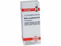 DHU-Arzneimittel GmbH & Co. KG Abies Canadensis D 8 Globuli 10 g 04200032_DBA