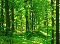 Fototapete PAPERMOON "Forest in Spring", bunt, B:2m L:1,49m, Vlies, Tapeten,