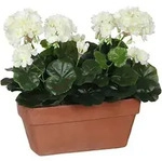 Geranie Pvc White In Balkonpflanzer 29x13x40cm