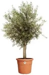 Elho Blumentopf Algarve Cilindro &Oslash; 58 X 48 Cm Terra