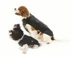 Regenmantel F&uuml;r Hunde - Schwarz - 85 Cm - Fashion Dog