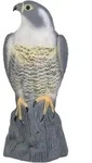 Taubenschreck Falke