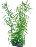 Heteranthera - 25 Cm - K&uuml;nstliche Aquariumpflanze - Hobby