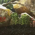 Aquariensand 10 Kg Schwarz 0,2-2 Mm Vidaxl