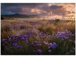 Fototapete Blumen Feld Landschaft &ndash; Moderne Gro&szlig;format Wandtapete 150x105 Cm &ndash;